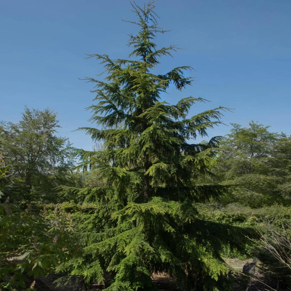 Canadian Hemlock Tree - Image 2