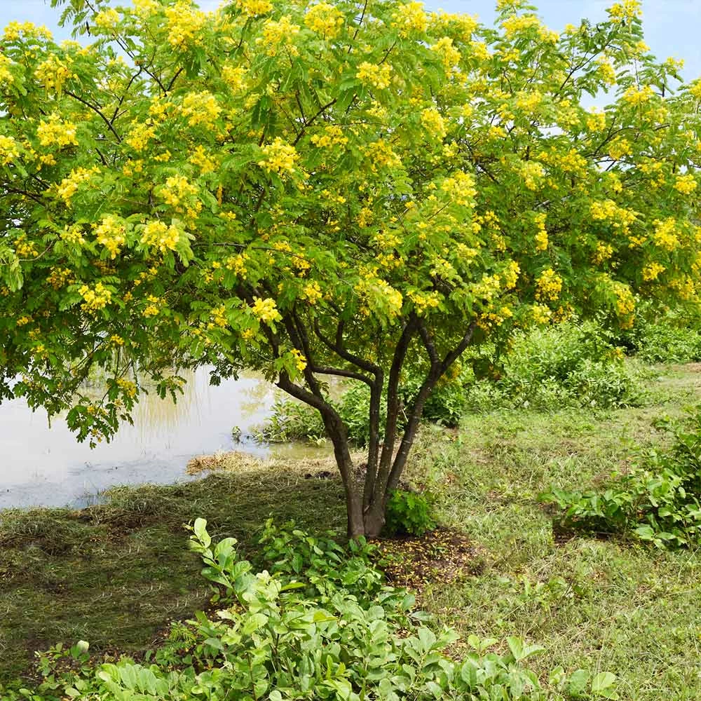 Cassia Tree - Image 4