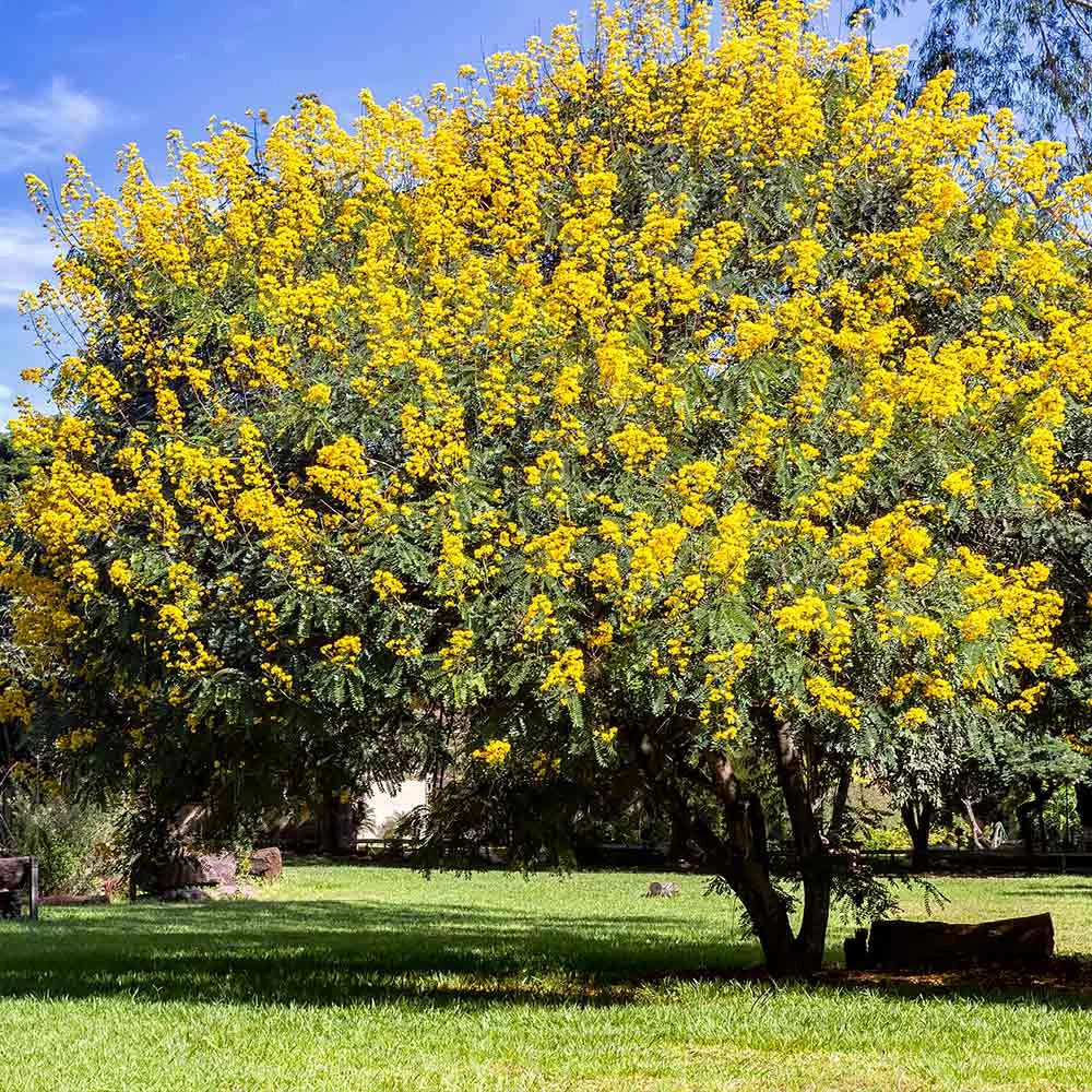 Cassia Tree - Image 2