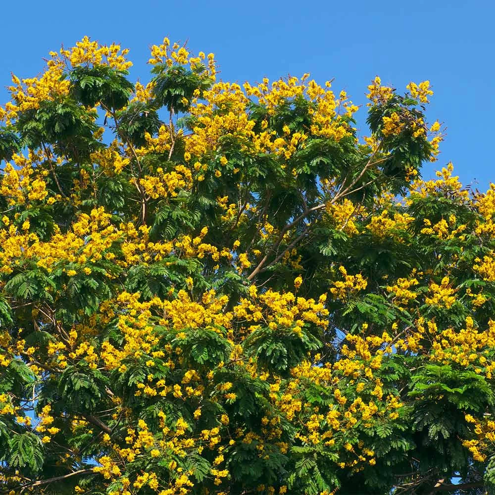 Cassia Tree - Image 3