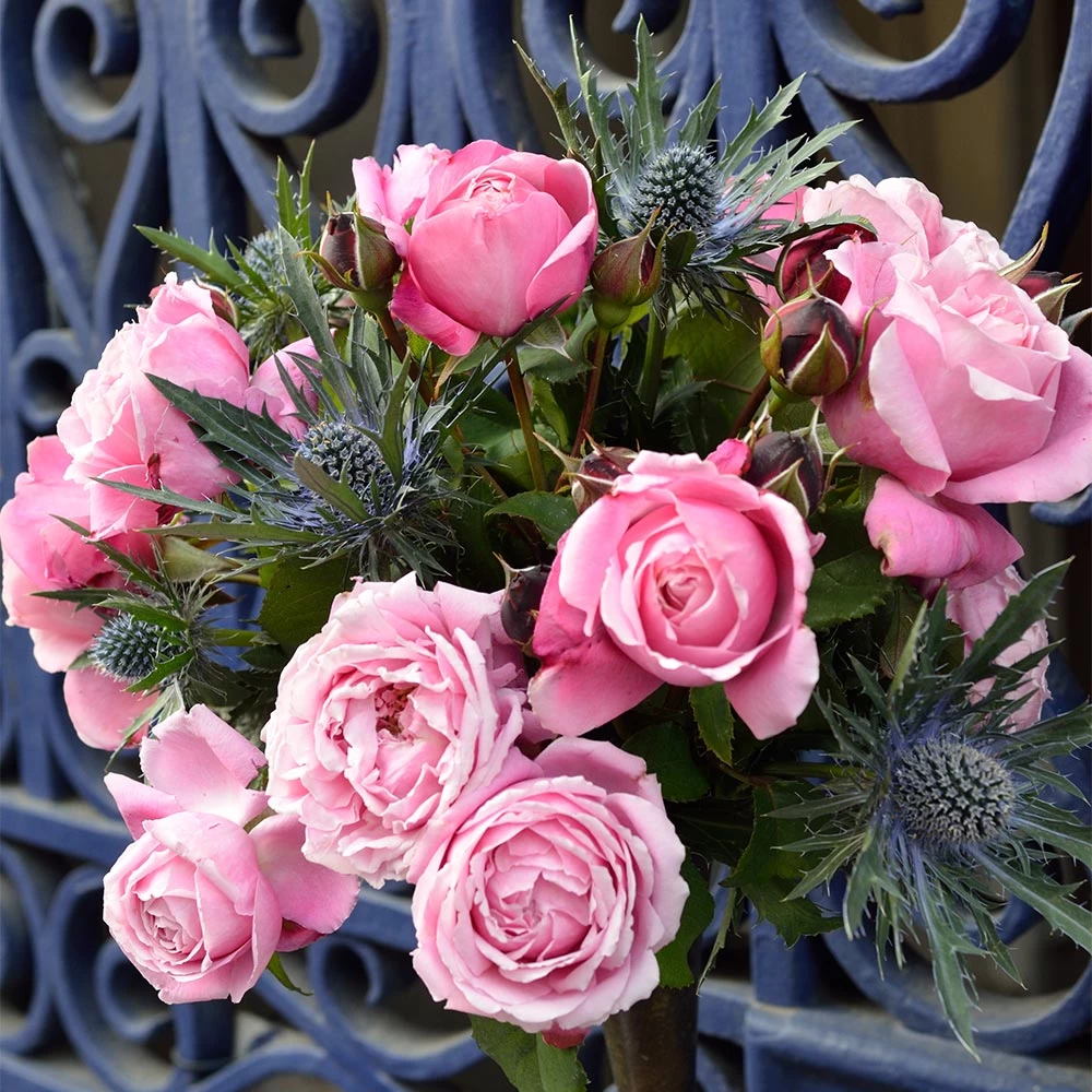 Cathedral Bells Rose - Image 4