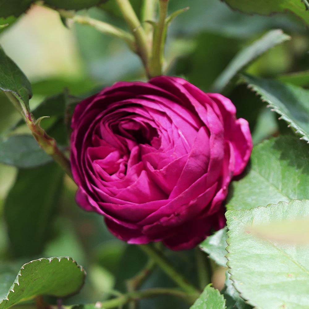 Celestial Night™ Rose Tree - Image 4