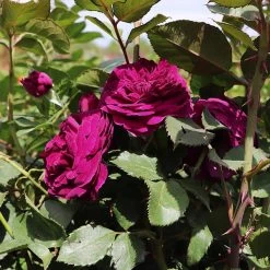 Celestial Night™ Rose Tree