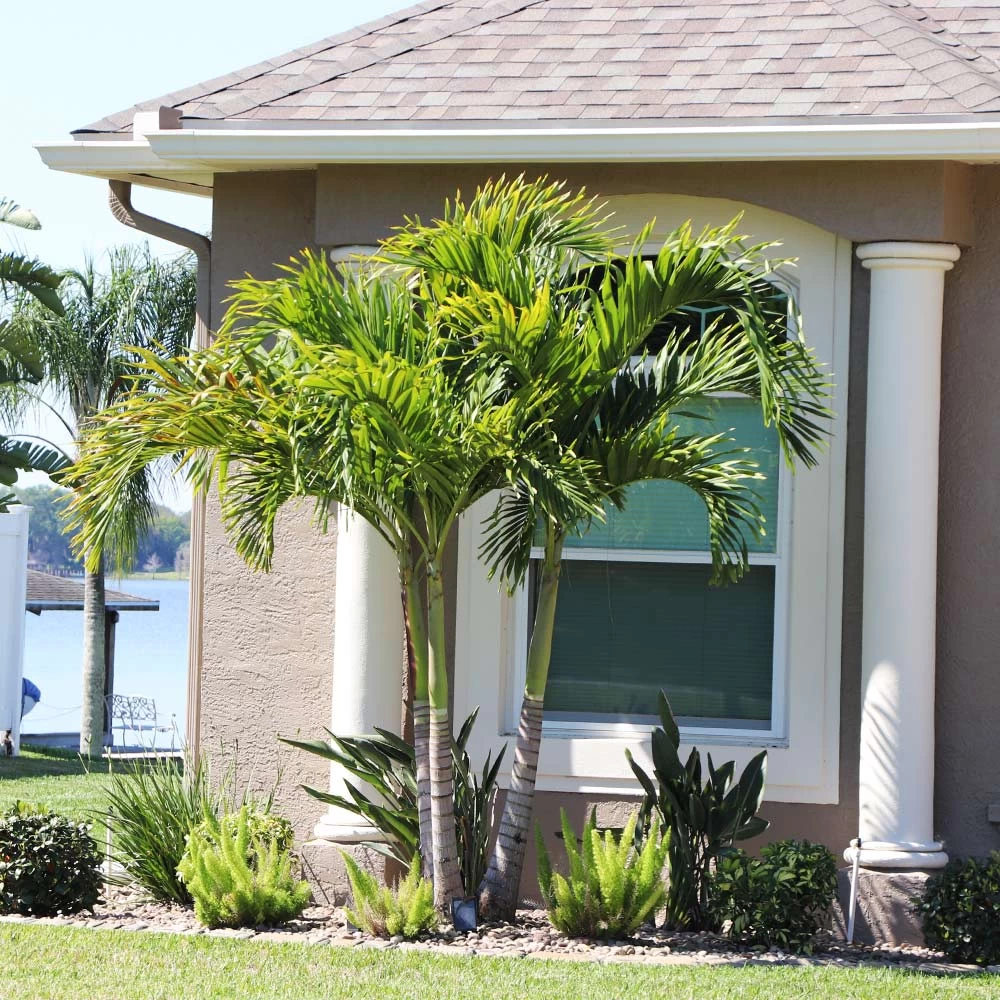 Christmas Palm Tree - Image 3