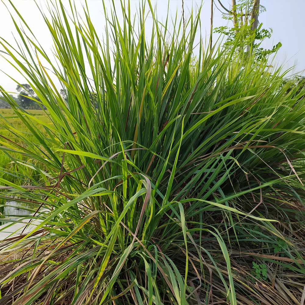 Citronella Grass - Image 2