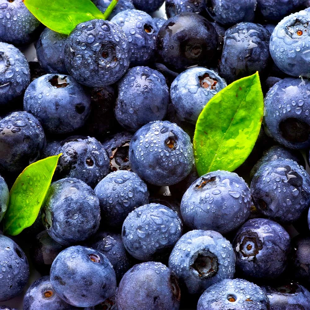 Climax Blueberry Bush - Image 5