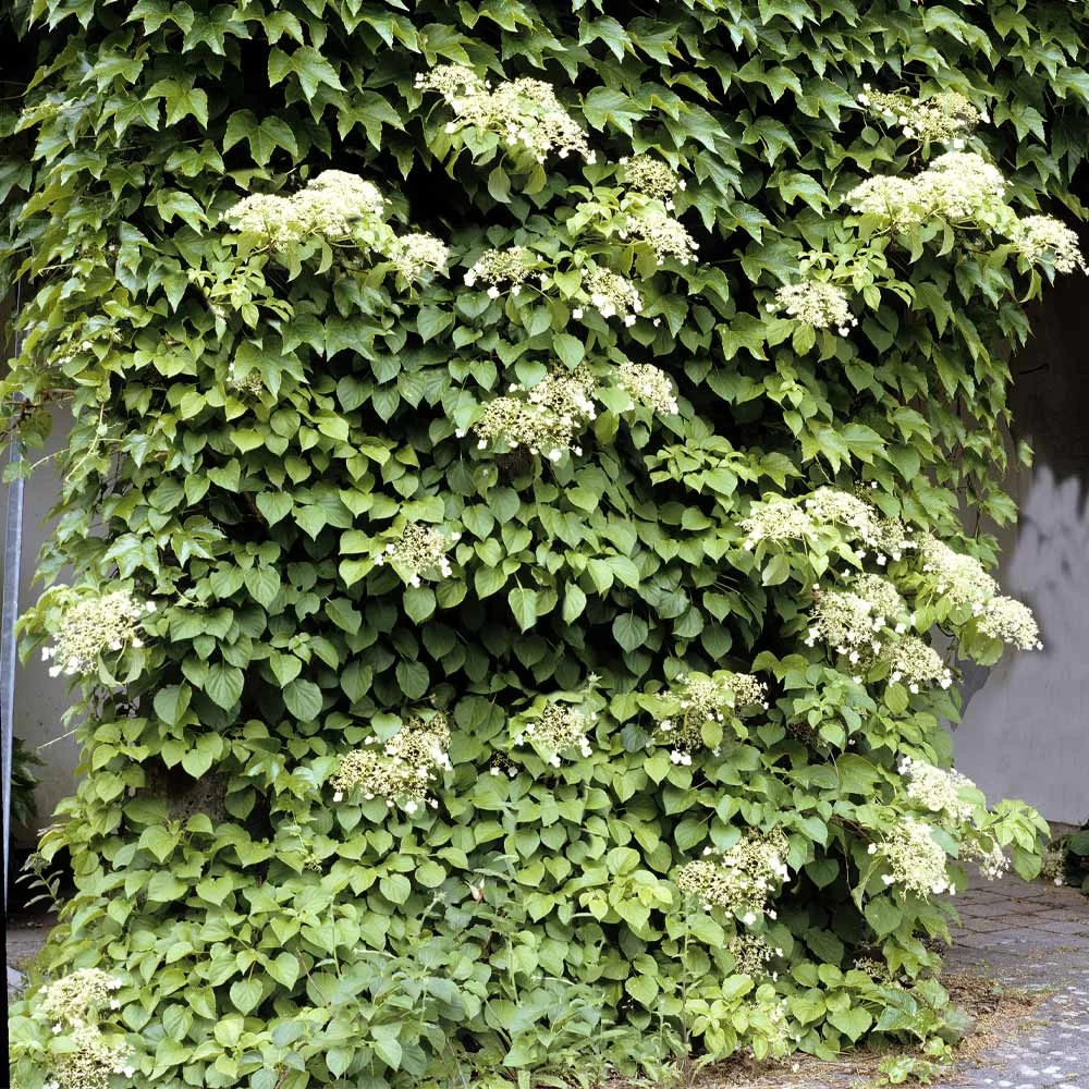 Climbing Hydrangea - Image 2