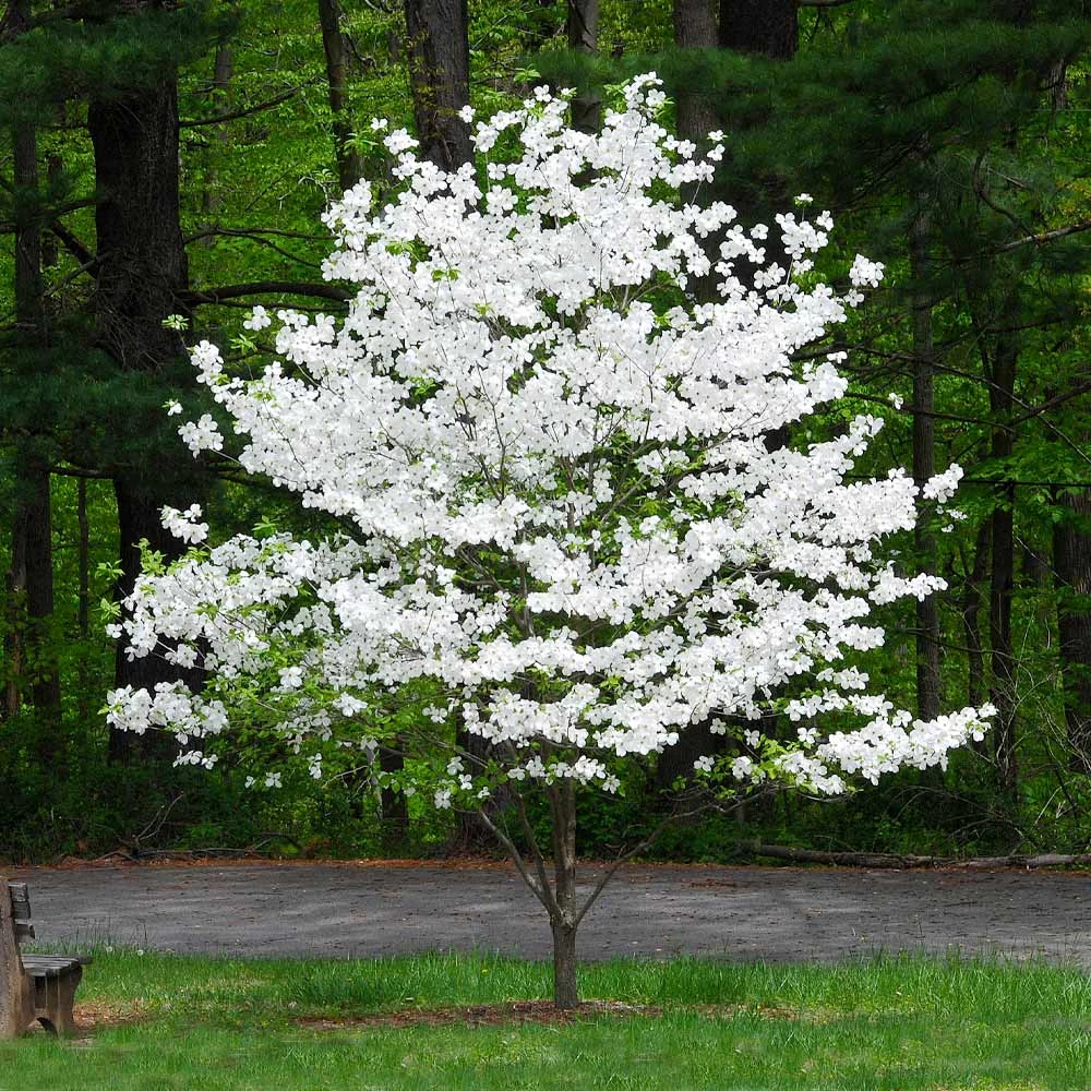 Cloud 9 Dogwood Tree - Image 3