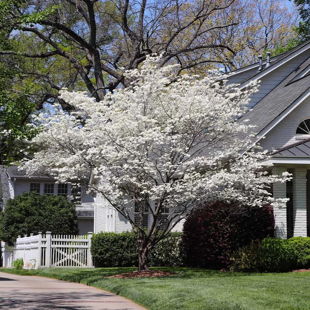 Cloud 9 Dogwood Tree - Image 2