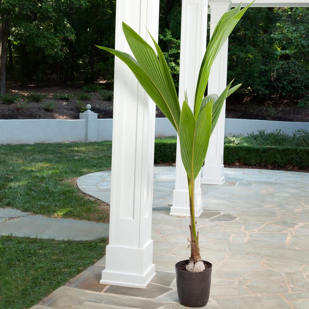 Coconut Palm Tree - Image 4