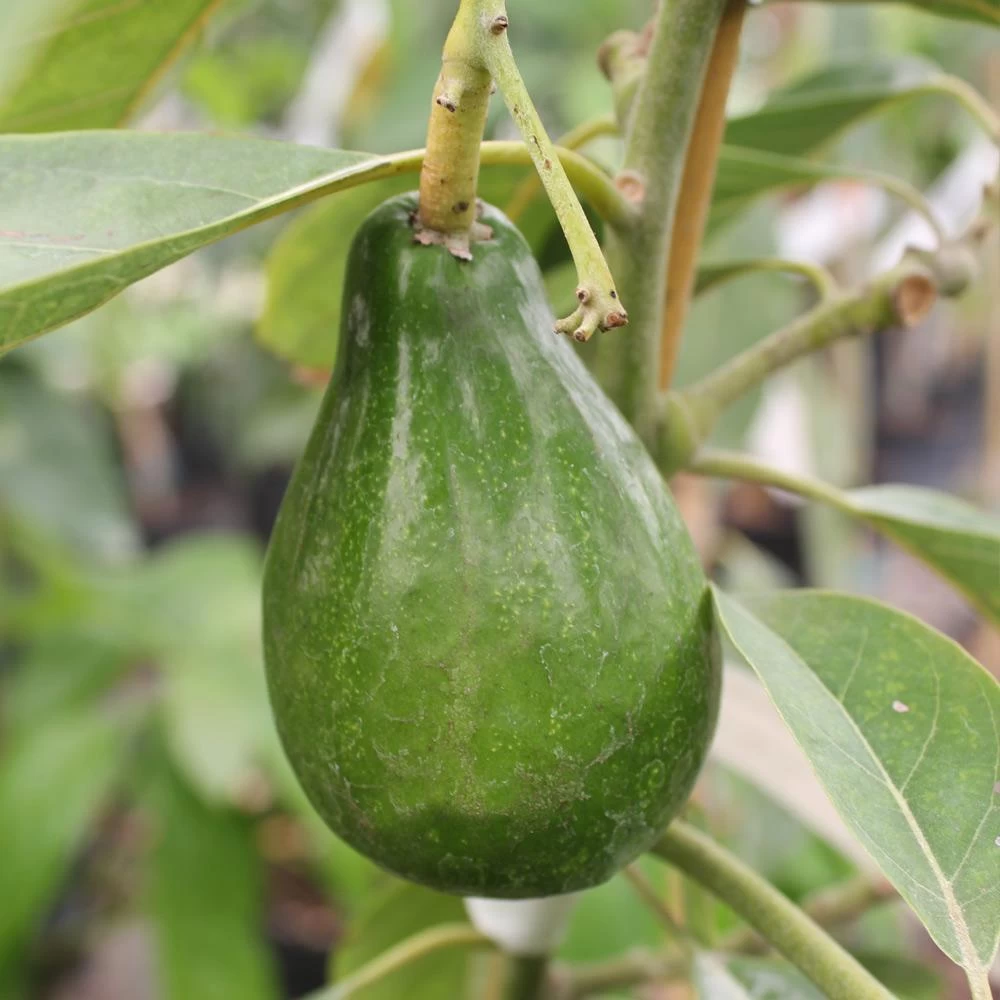 Cold Hardy Avocado Tree - Image 7