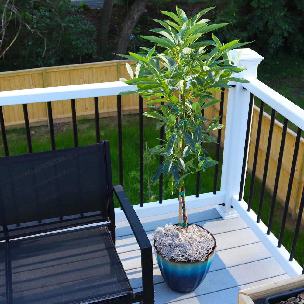 Cold Hardy Avocado Tree - Image 4