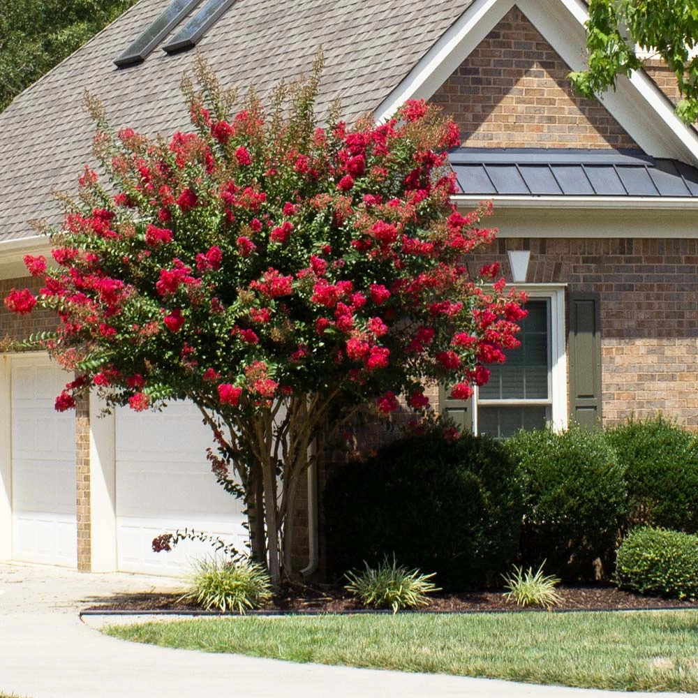 Colorama™ Scarlet Crape Myrtle - Image 3
