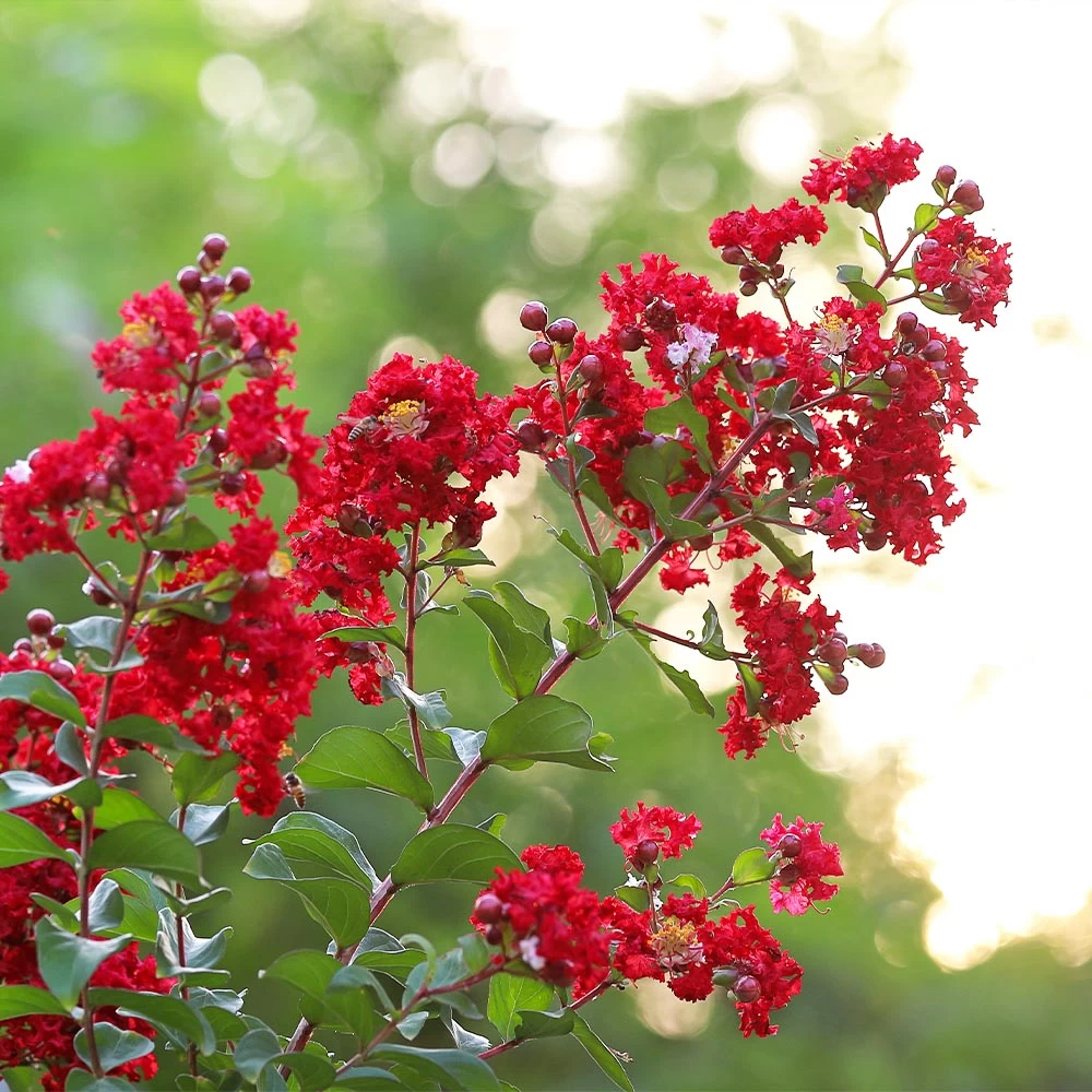Colorama™ Scarlet Crape Myrtle - Image 2