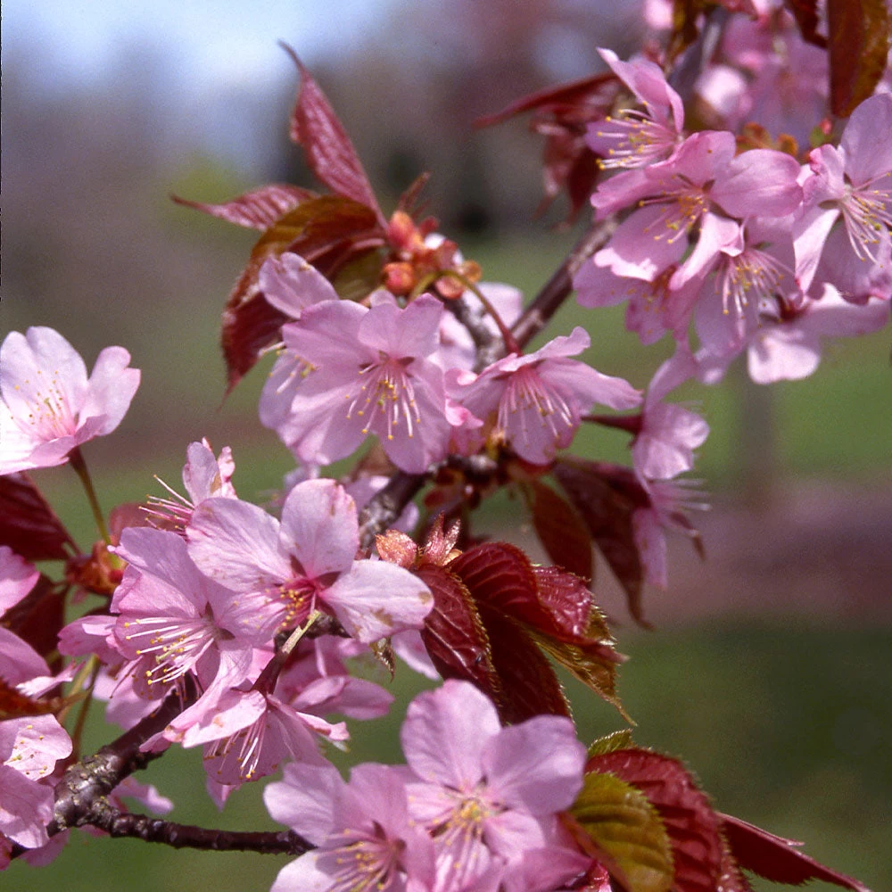 Columnar Sargent Cherry Tree - Image 5