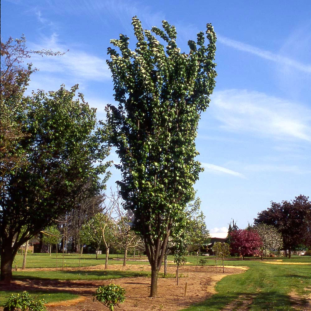 Columnar Sargent Cherry Tree - Image 3
