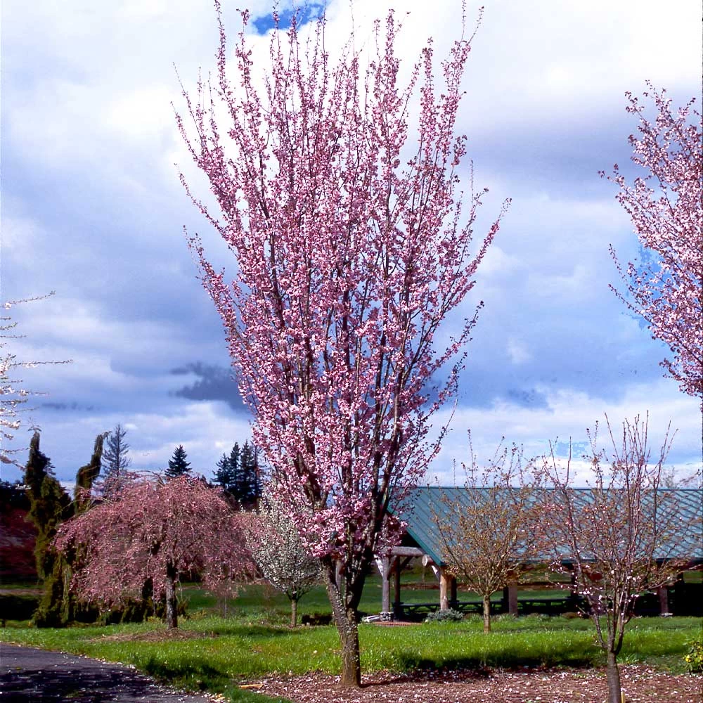 Columnar Sargent Cherry Tree - Image 2