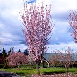 Columnar Sargent Cherry Tree