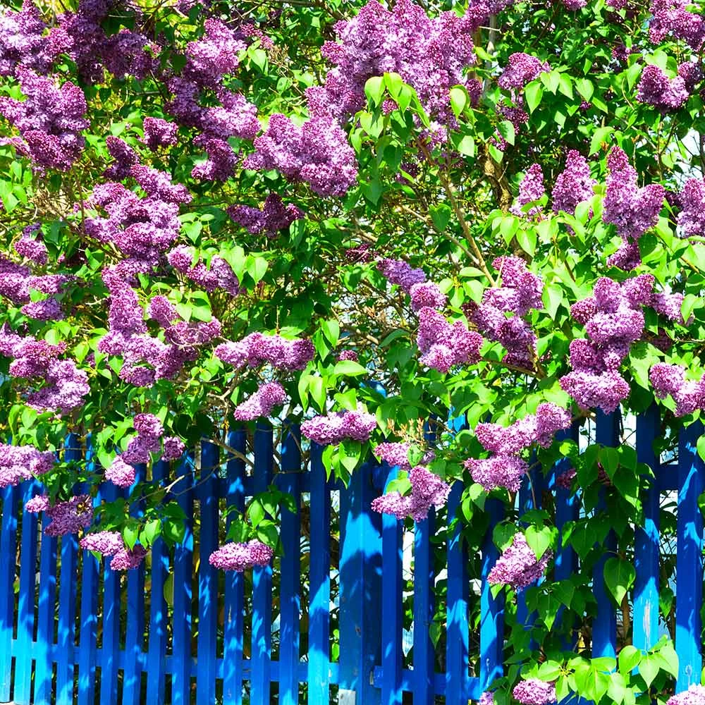 Common Purple Lilac Plant - Image 2