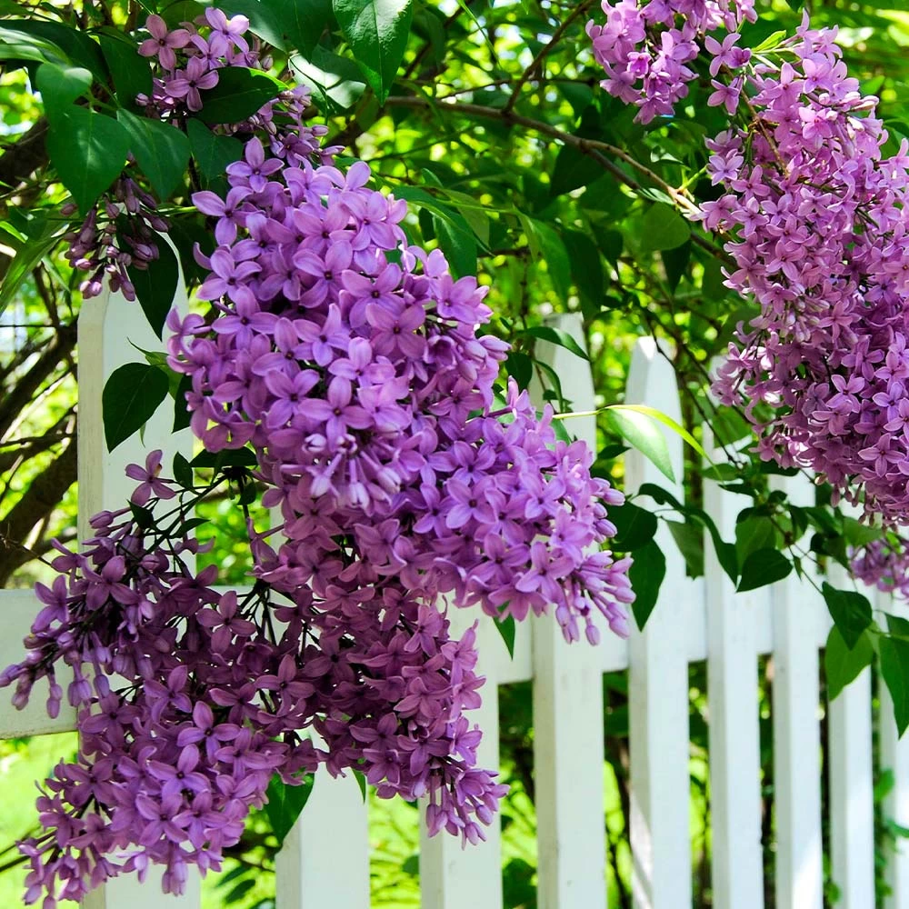 Common Purple Lilac Plant - Image 3
