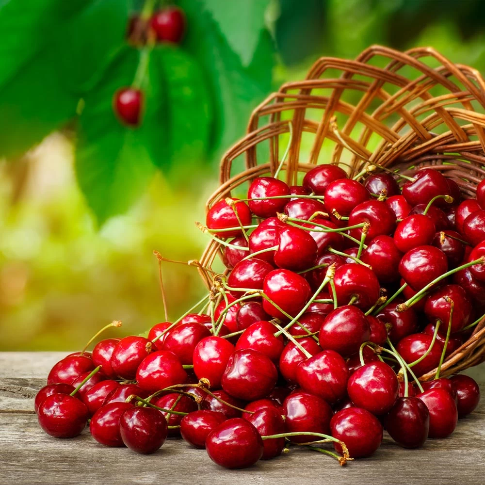 Coral Champagne Cherry Tree - Image 3