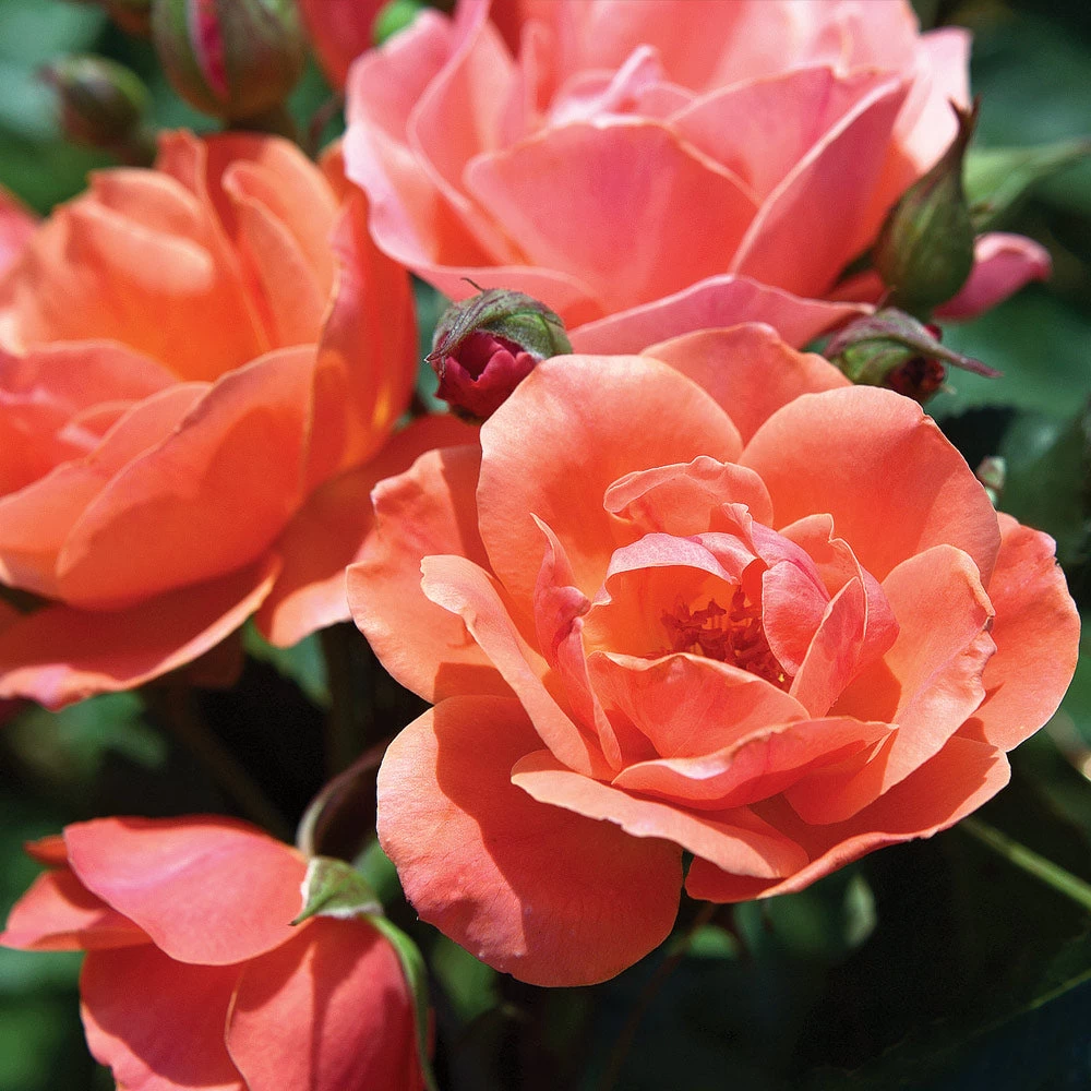 Coral Knock Out® Rose Shrub - Image 2