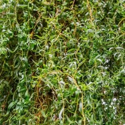 Corkscrew Willow Tree