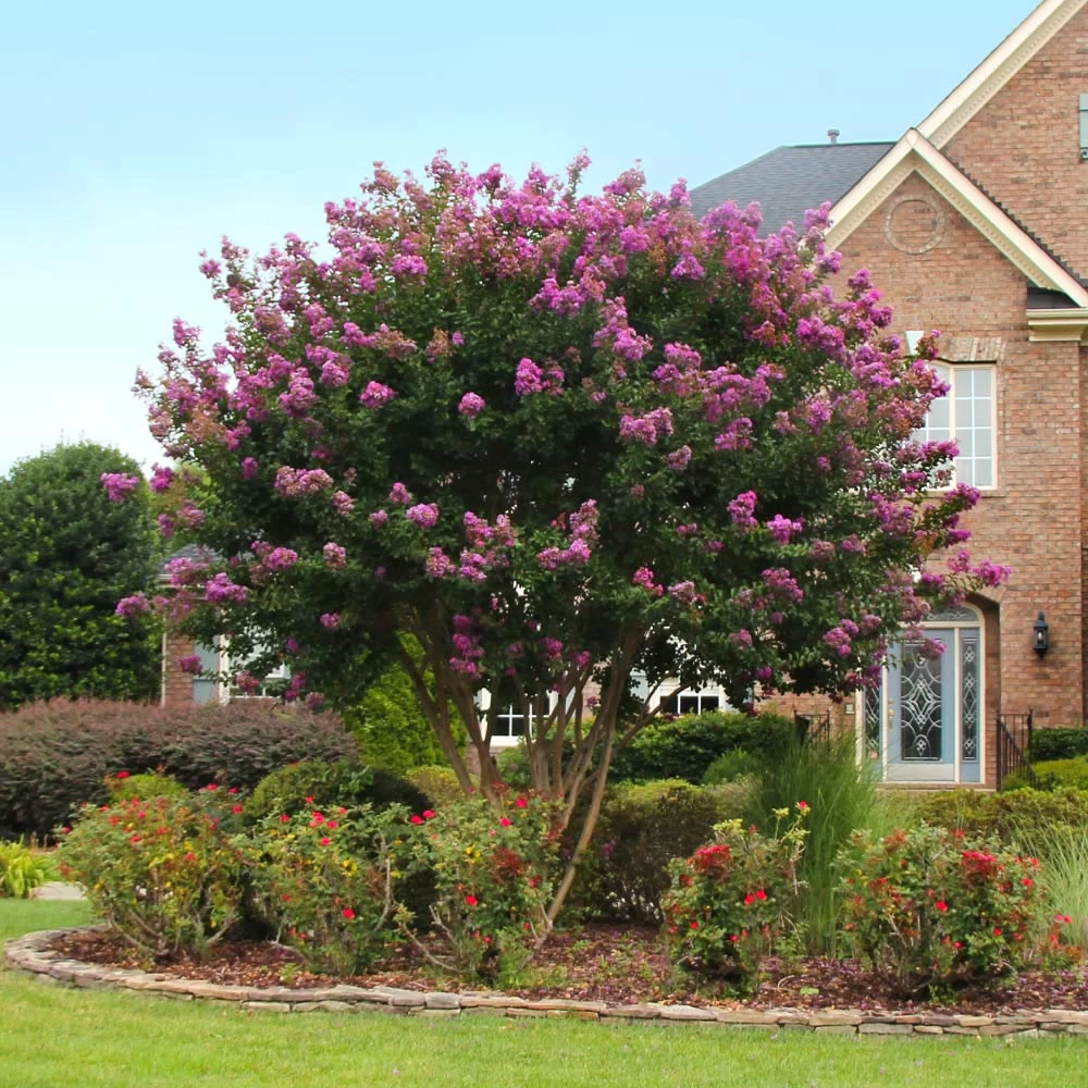 Twilight Crape Myrtle Tree - Image 2