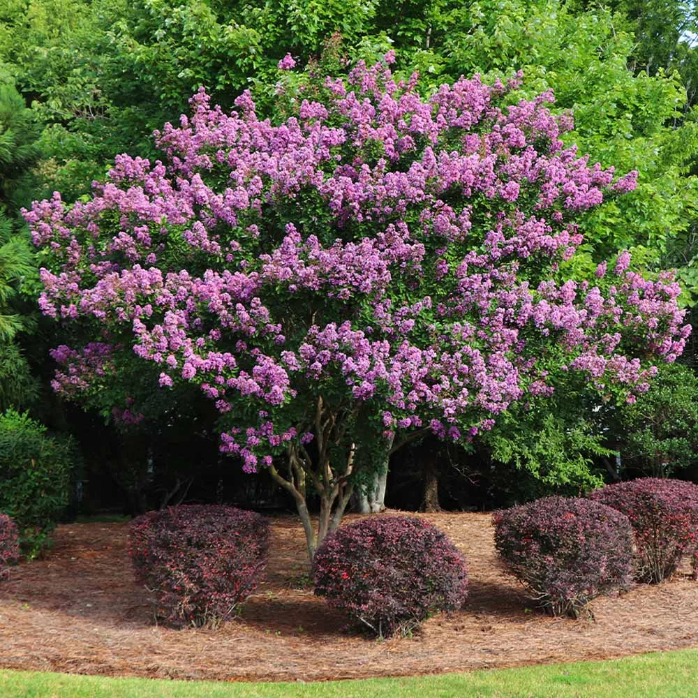 Twilight Crape Myrtle Tree - Image 6