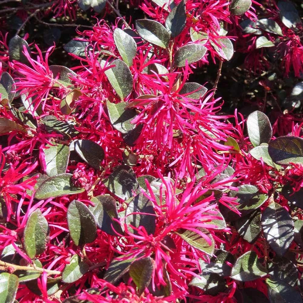 Crimson Fire™ Loropetalum - Image 4