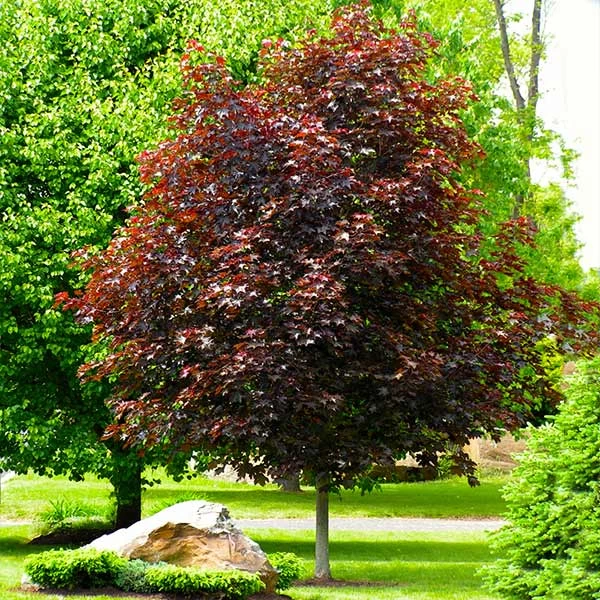 Crimson King Maple Tree