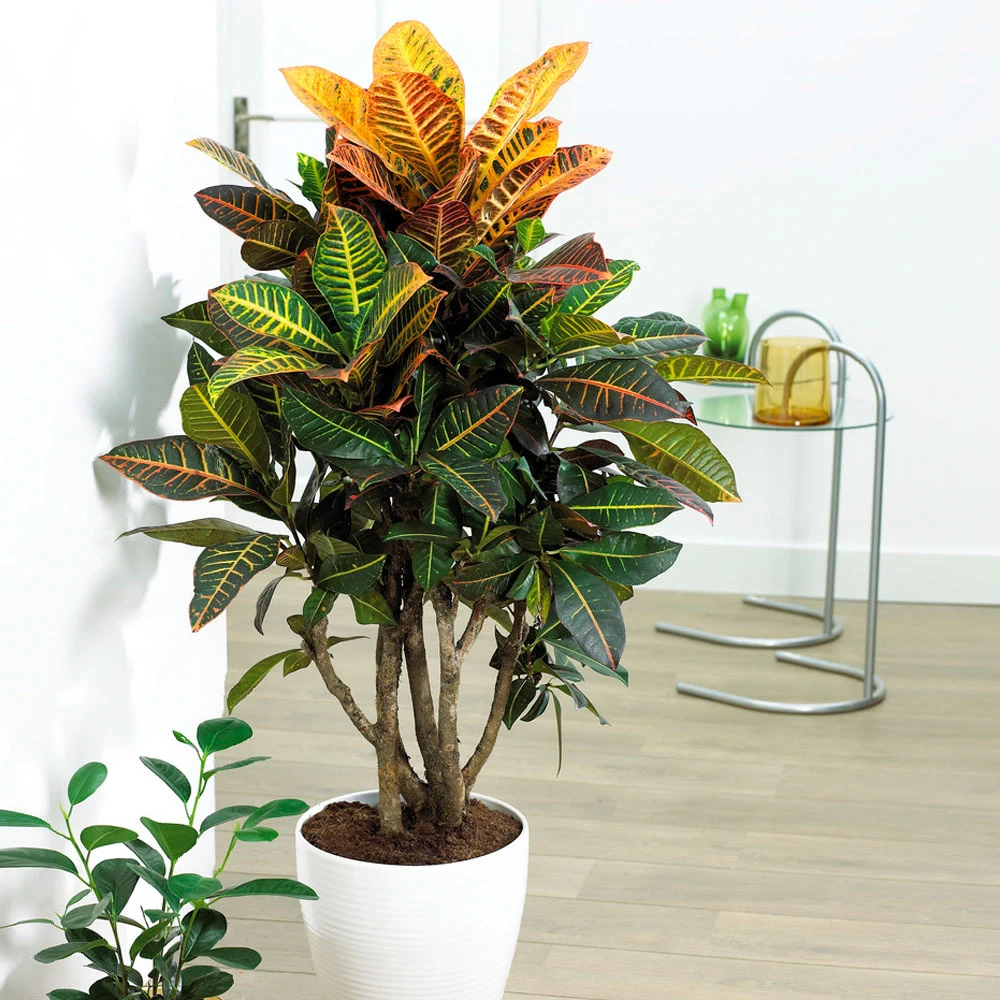 Sunset Hues House Plant Kit - Image 6