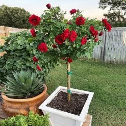 Dancing In The Dark™ Rose Tree