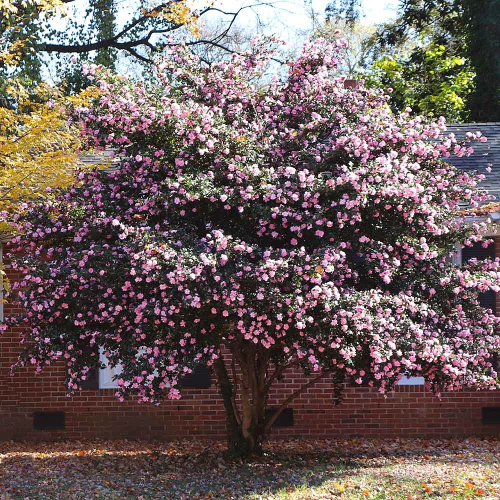 Debutante Camellia Shrub - Image 3