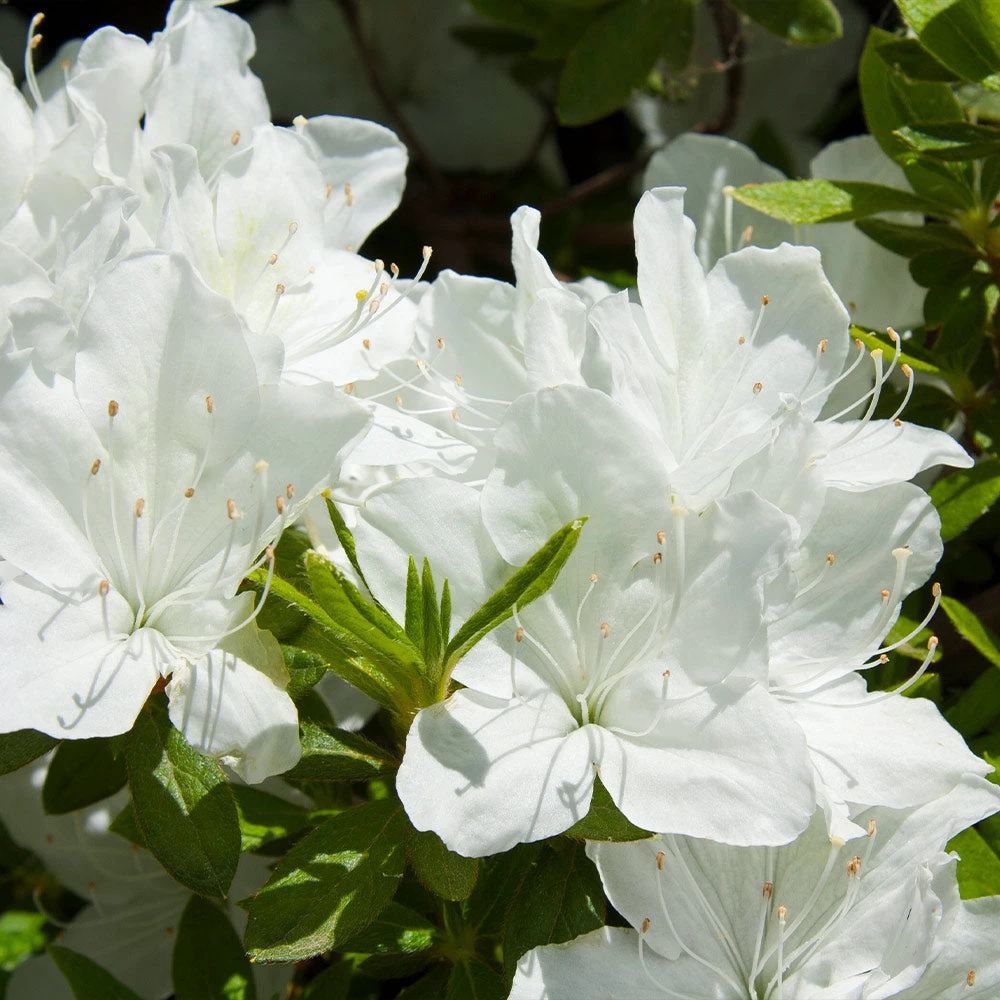 Delaware Valley White Azalea Shrub - Image 3