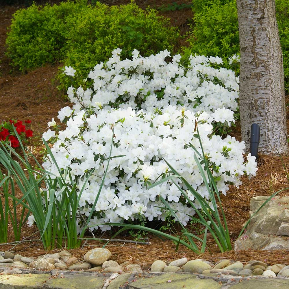Delaware Valley White Azalea Shrub - Image 2