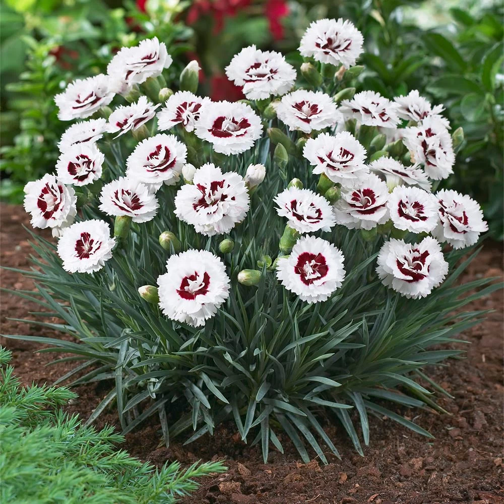 Scent First® Coconut Surprise Dianthus - Image 3