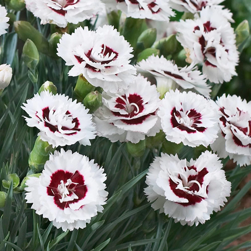 Scent First® Coconut Surprise Dianthus - Image 2
