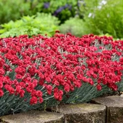 Fruit Punch® ‘Maraschino’ Dianthus