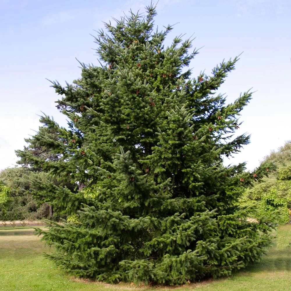 Douglas Fir Tree - Image 2