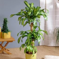 Dracaena Corn Plant