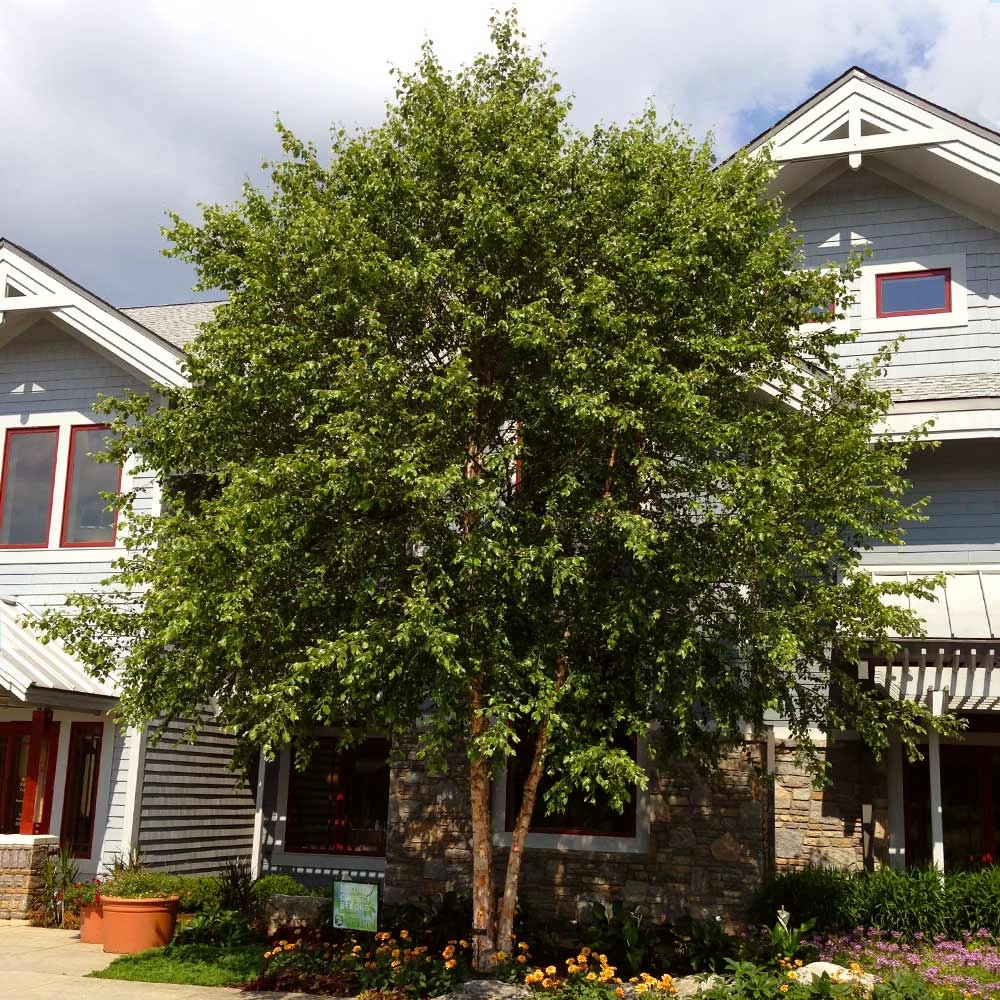 Dura Heat'® River Birch Tree - Image 2