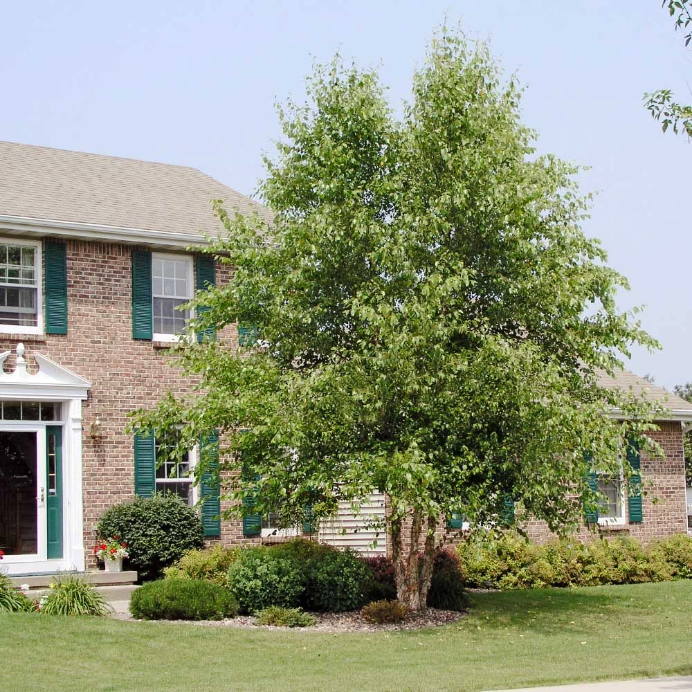 Dura Heat'® River Birch Tree - Image 3