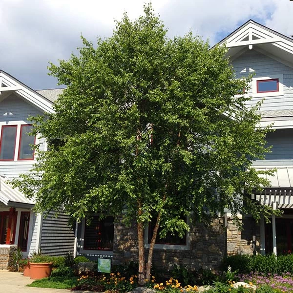 Dura Heat'® River Birch Tree