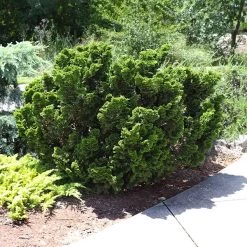 Dwarf Hinoki Cypress Shrub