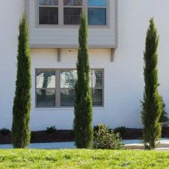 Dwarf Italian Cypress Tree