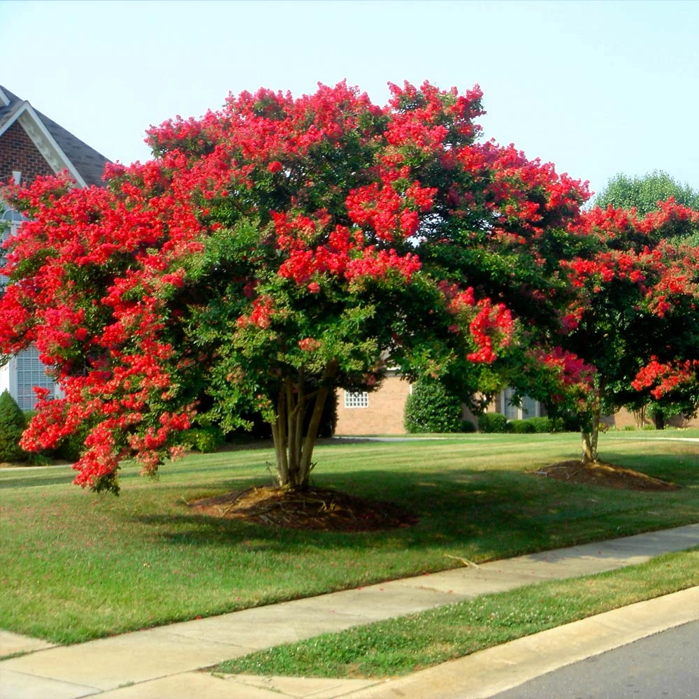 Dynamite Crape Myrtle Tree - Image 3