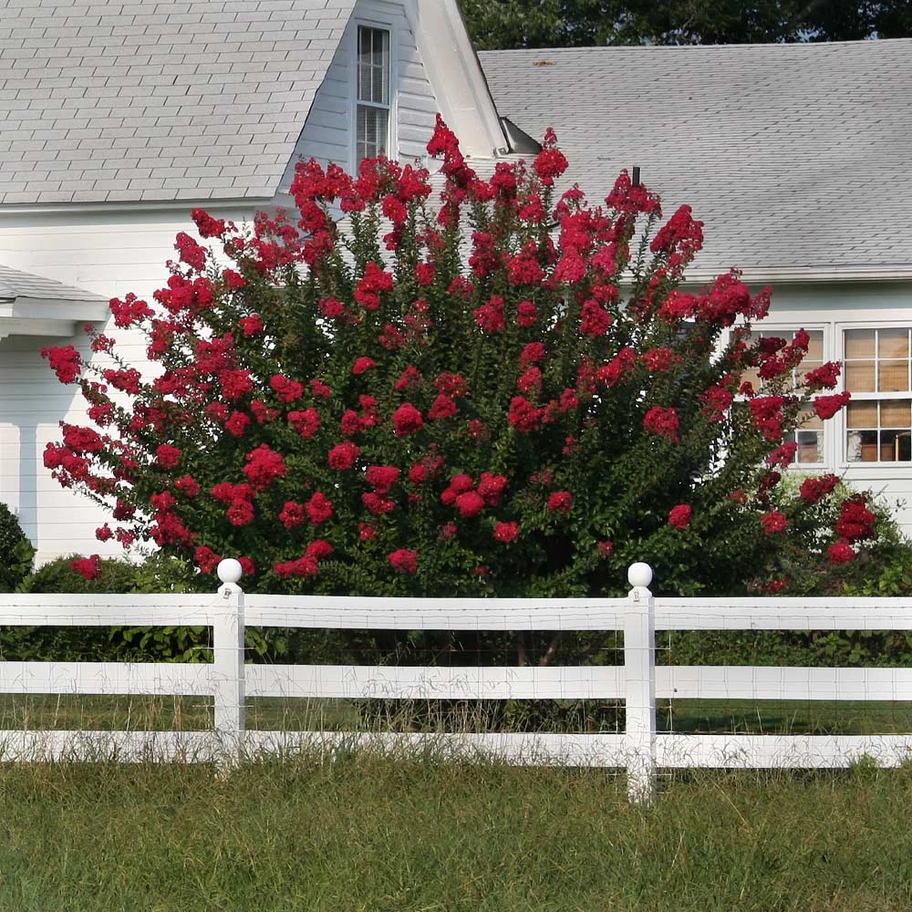 Dynamite Crape Myrtle Tree - Image 5