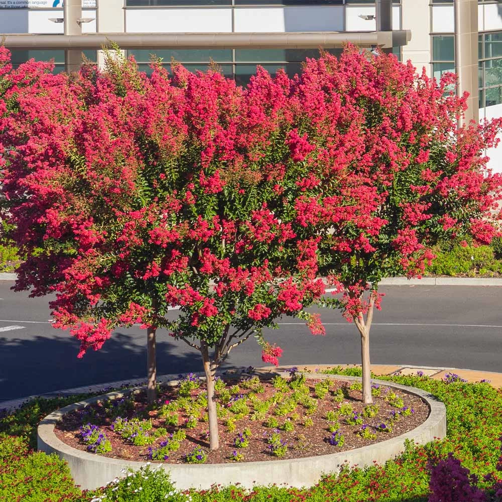 Dynamite Crape Myrtle Tree - Image 4