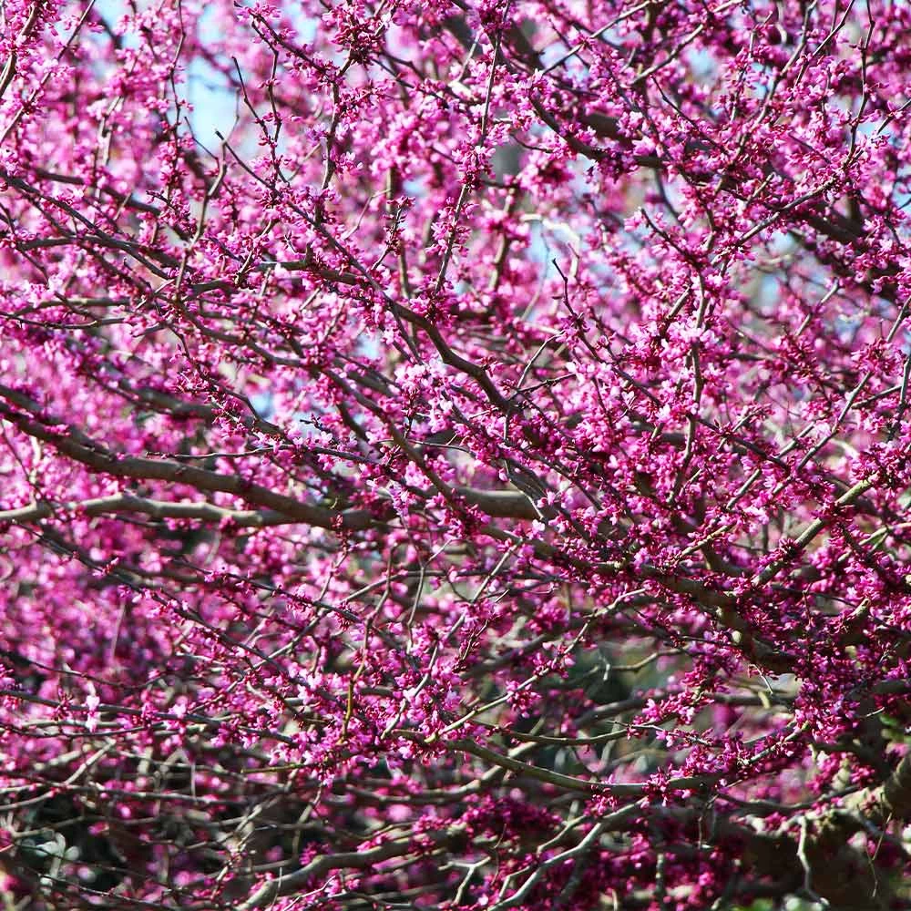 Eastern Redbud Tree - Image 3